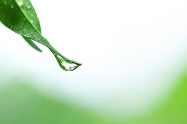 yeşil yapraklı su damlaları, makro görünüm, doğal arkaplan