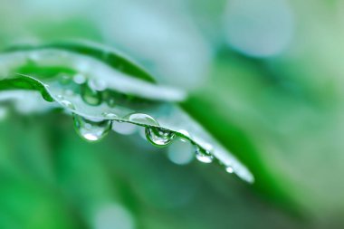 Su yeşil yaprağa düşer.