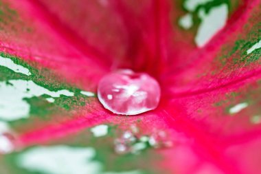 Su damlalı kırmızı yaprak