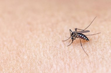 İnsan derisinde kan lekesi olan sivrisinek. makro.