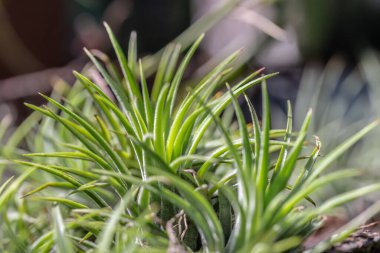 Güzel botanik fotoğrafı, doğal duvar kağıdı.