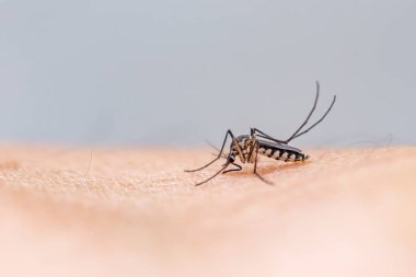 Kan derisi olan sivrisinek.