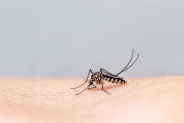 Sivrisinek insan kanı emiyor.