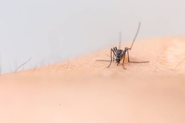 Beyaz arka planda insan derisi içindeki sivrisinek. İnsandaki sivrisinek..