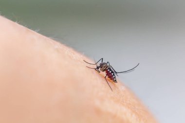 insan derisi üzerinde kan emme sivrisinek