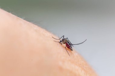 Kanlı kırmızı sivrisinek