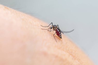 Sivrisineklerin insan derisine kan emmesine yakın.