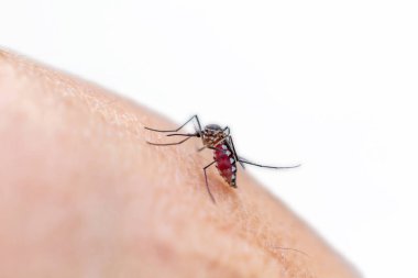 Kan derisi olan sivrisinek.