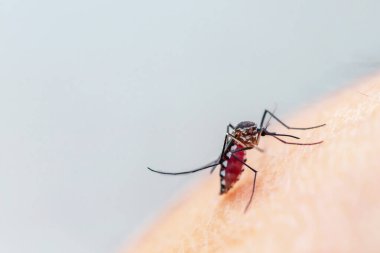 Kan emici insan parmağı