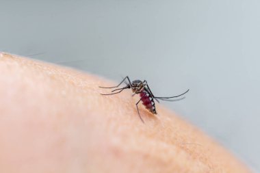 Kırmızı kanlı sivrisinek..