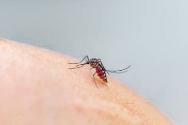 Sivrisineğin parmağına kan emdiği insan eli görüntüsünü kapat.