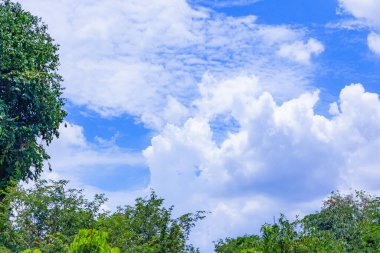 Ormanda yeşil ağaçlar