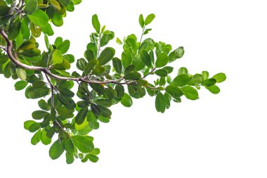 Ağaç dalı kırpma yolu ile beyaz arkaplanda izole edildi