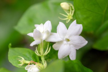 Bahçedeki yasemin beyaz çiçekleri