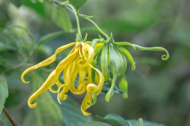 Bahçedeki sarı çiçek