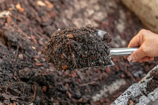 Bahçıvanın eli bahçeye ağaç dikiyor.