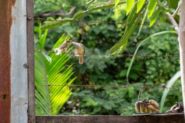 Teldeki kuşun yakın çekimi..