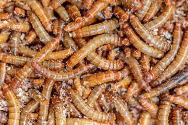 Tahta arka planda solucanlar