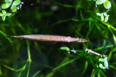 Suda küçük bir kertenkele.