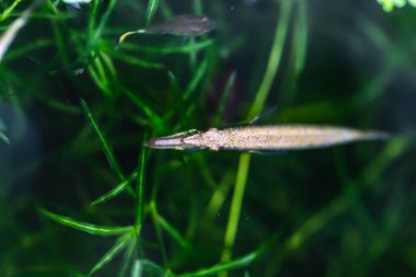 Yeşil bir balığın yakın çekimi.