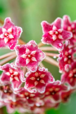 Bahçedeki güzel çiçek