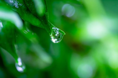 Çiyli yeşil çimen