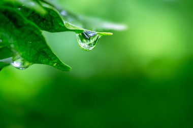 Su damlaları yeşil yapraklara düşer