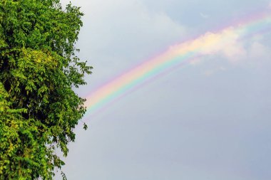 Gökkuşağı yeşil ağaçlarda