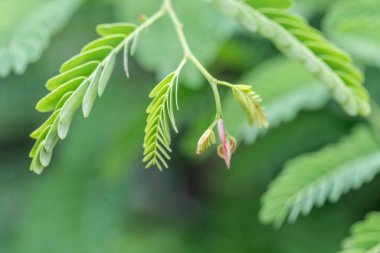 Bir dalda yeşil yapraklar