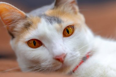 Hayvan renginde şirin kedi portresi. Kırmızı gözlü ve sarı gözlü..