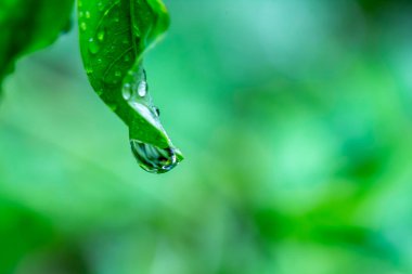 doğanın yeşil yaprak üzerinde su damlaları