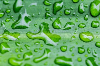 Yaprağın üzerindeki su damlacıkları.