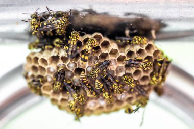 Bal peteğinde eşek arısı.