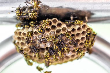 Arılar bir kovanın üzerinde oturuyorlar. Arılar bal dolu. Arılarda arılar.