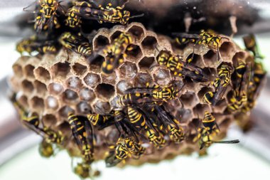 Kovandaki arıları kapatın.