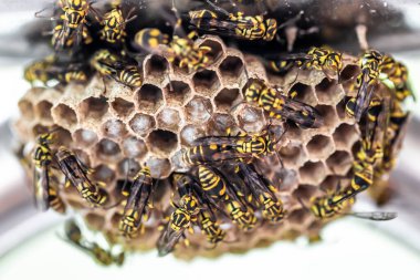 Yaklaş - bal peteğindeki arılara