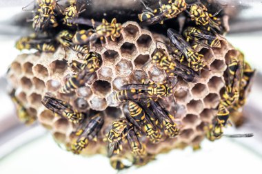 Kovandaki arıların yakın görüntüsü