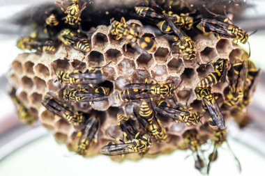 Arı kovanına arı kovanına yakın dur.