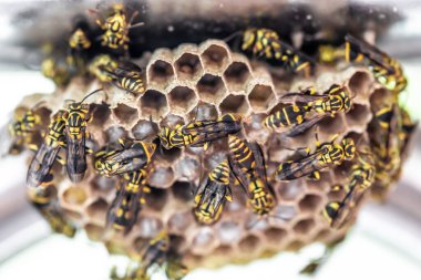 Arılar bal peteği, bal ve bal peteği üzerinde çalışıyor..