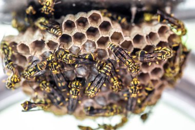 Bahçedeki kovanda polen taşıyan arılar