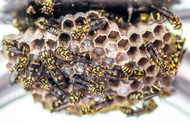 Eşek arısı yuvasına yakın.