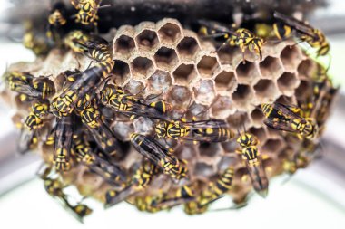 Kovandaki arılar, yakın - yakın