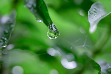 Su damlacıkları ile yeşil yaprak.