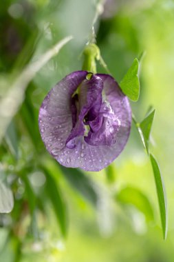 Bahçedeki güzel çiçekler