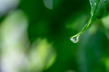 Yeşil yaprak, bitki ve yapraklar.