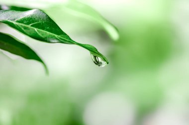 Su damlacıkları ile yeşil yapraklar