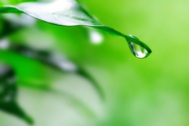 su damlası olarak yaprak yeşil