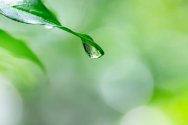 Su damlacıklı yeşil yaprak. makro.