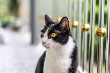 Evdeki sevimli kedi.