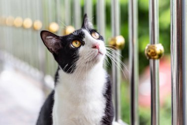 Siyah beyaz kedi yukarı bakıyor.